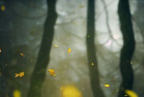 美丽的德鲁伊在森林空地上的树叶旋风中心冥想