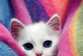 一张白色小猫从一堆彩虹毯子中偷看