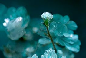 花是碎冰蓝色的水晶菊
