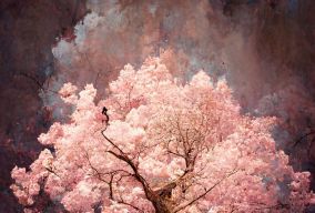 一棵巨大的粉红色樱花树中美丽的华丽树屋